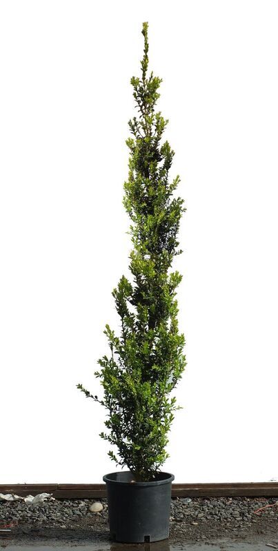 Buxus sempervirens 'Skywalker' PP22977
