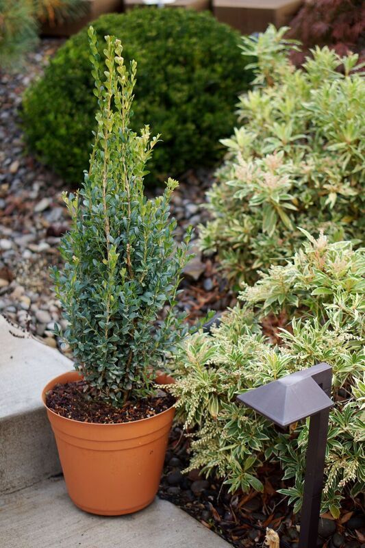 Concept Plants | Buxus sempervirens 'Skywalker'