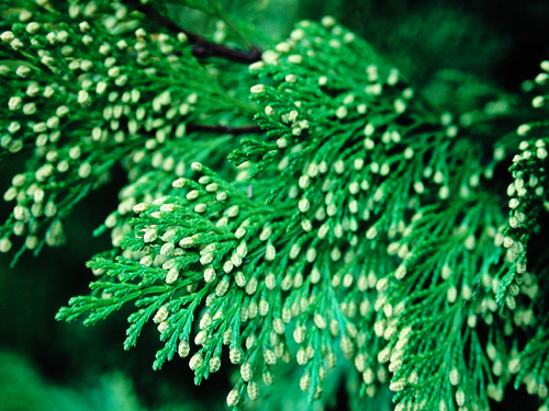Calocedrus decurrens (Incense Cedar)
