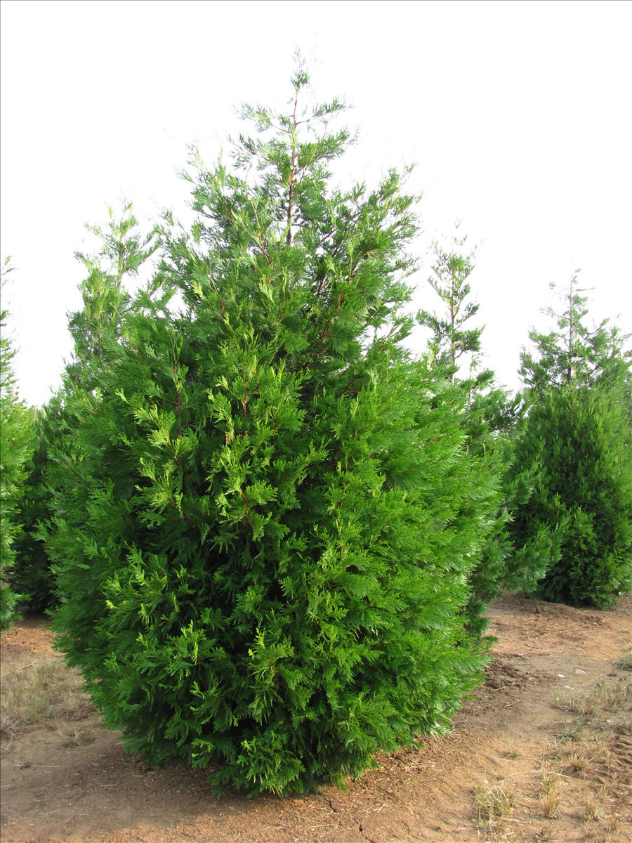 Calocedrus decurrens