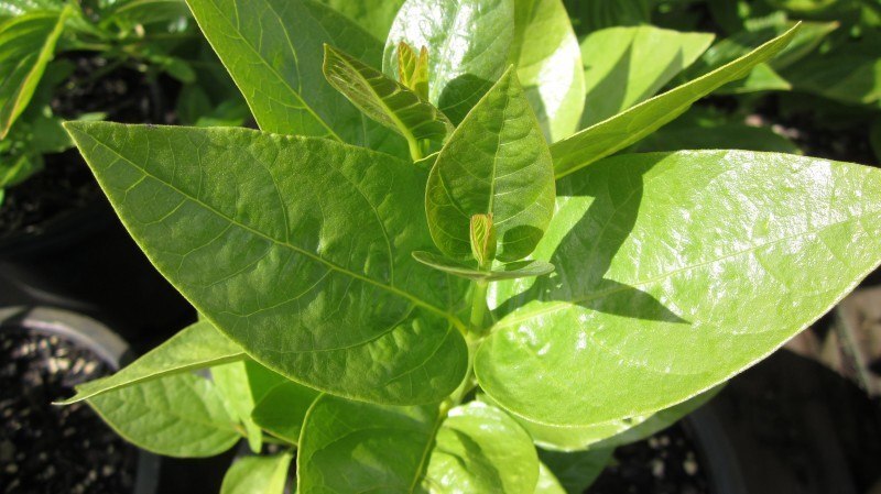 Calycanthus occidentalis