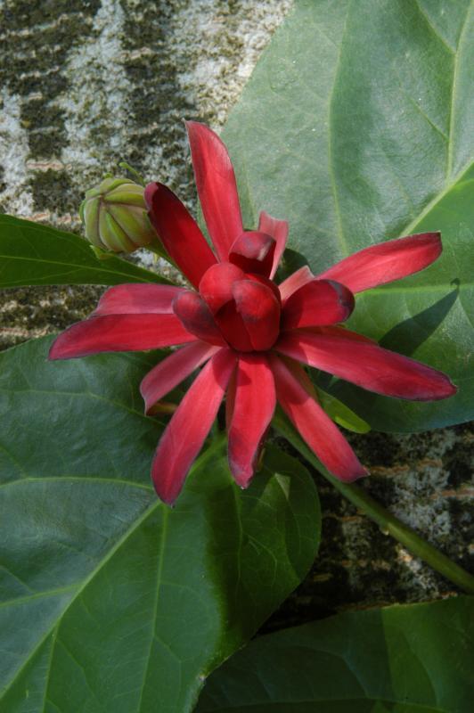 Calycanthus occidentalis