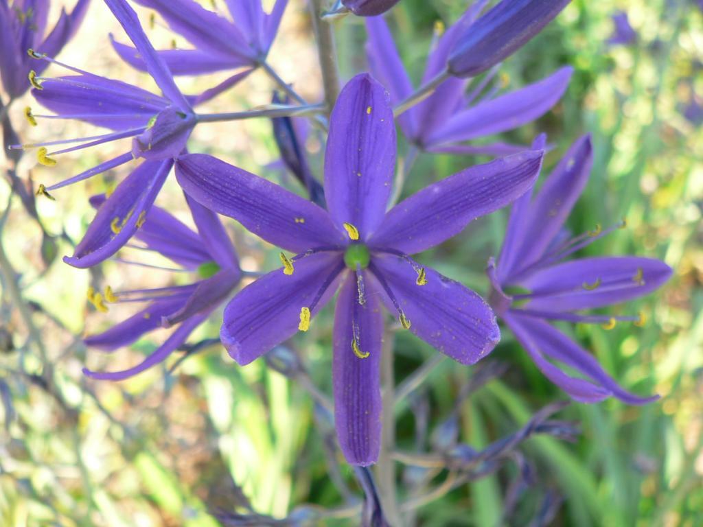 Camassia leichtlinii