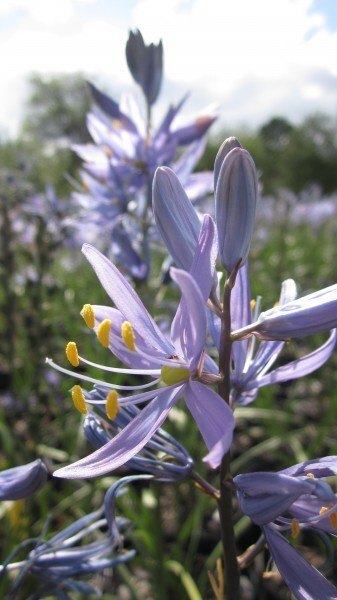 Camassia quamash
