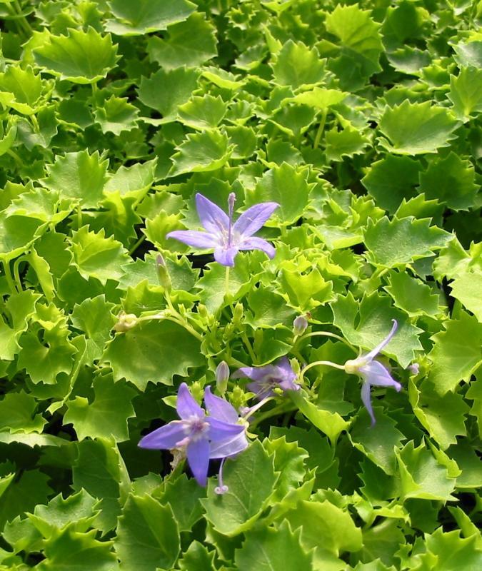 Campanula 'Dickson Gold'