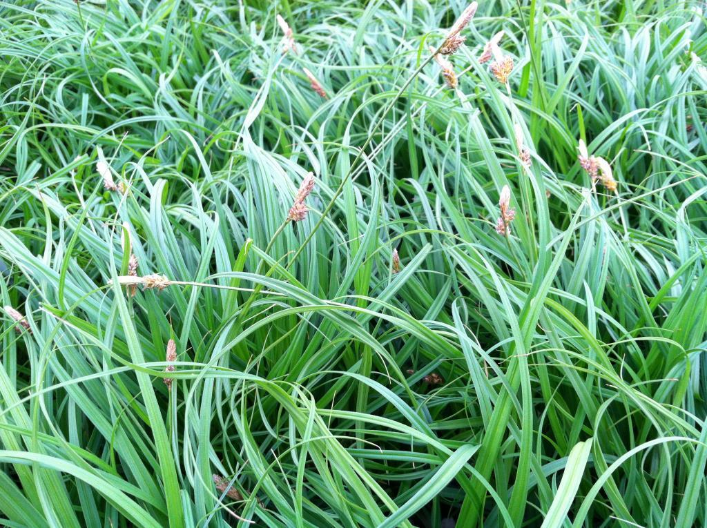 Carex caryophyllea 'The Beatles'