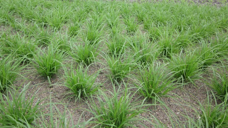 Carex densa