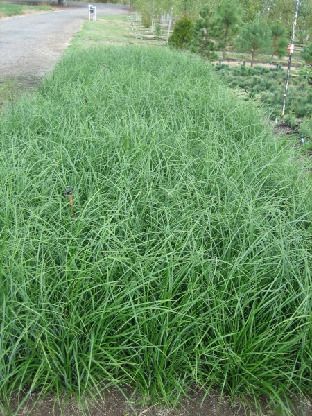 carex obnupta