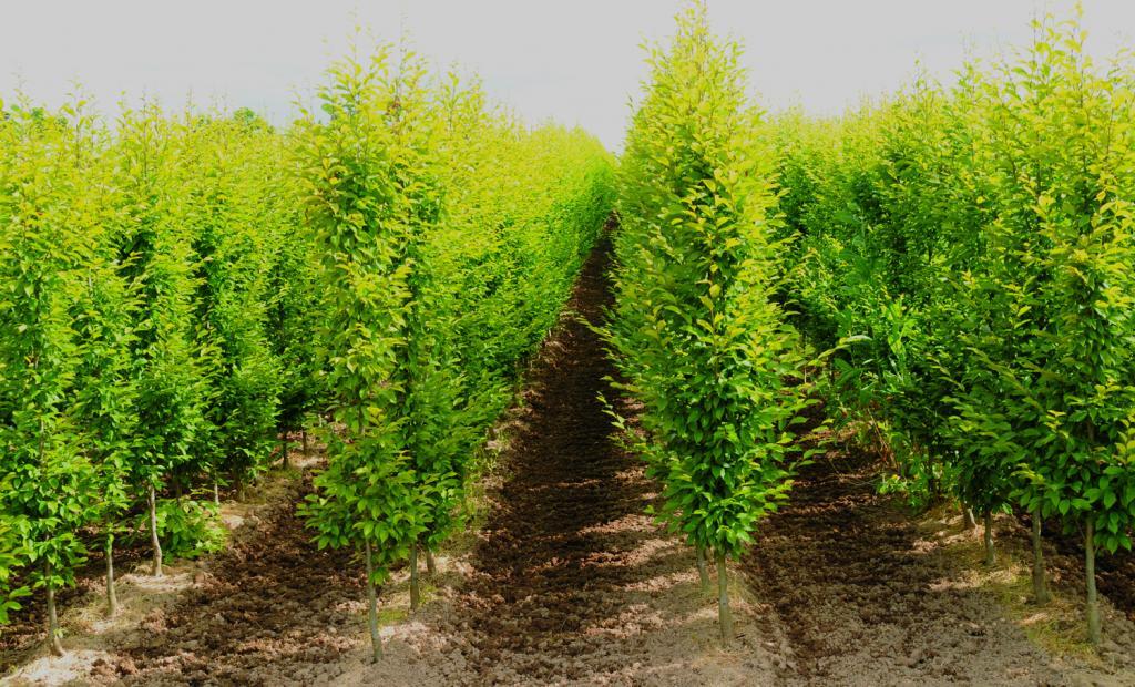 Carpinus betulus 'Frans Fontaine'