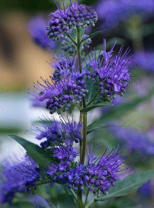 Caryopteris x clandonensis 'Dark Knight'