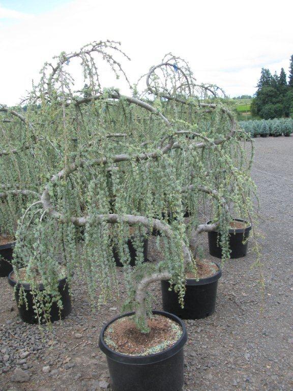 Cedrus atlantica Glauca Pendula