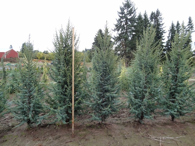 Cedrus atlantica Glauca Fastigiata