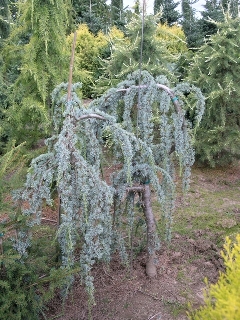 Cedrus atlantica Glauca Pendula