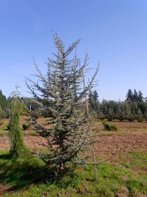 Cedrus atlantica Glauca