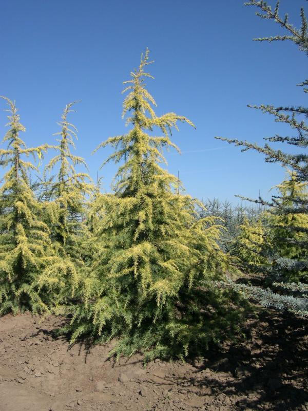 Cedrus deodara Aurea