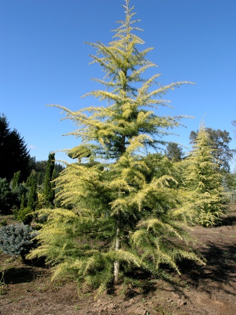 Cedrus deodara Aurea Pendula