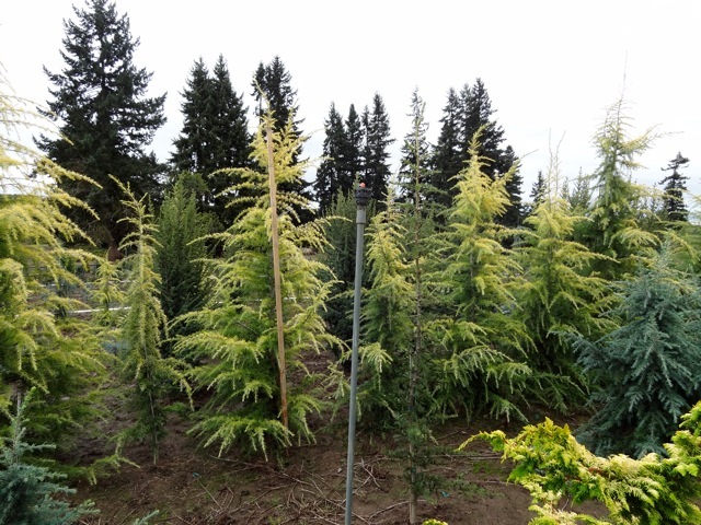 Cedrus deodara Aurea Pendula