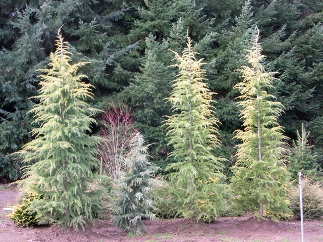 Cedrus deodara Aurea