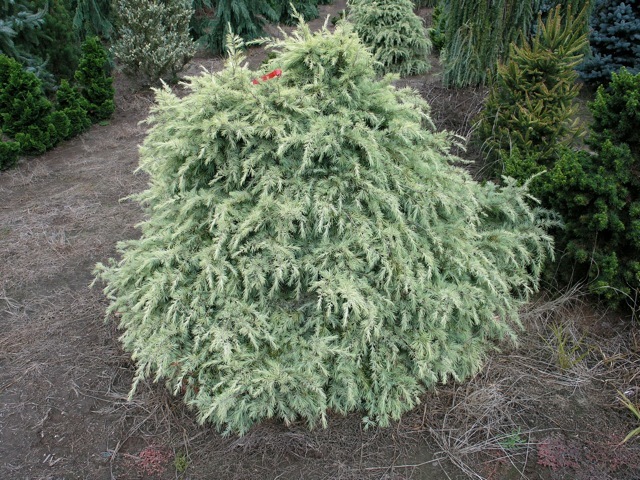 Cedrus deodara Cream Puff