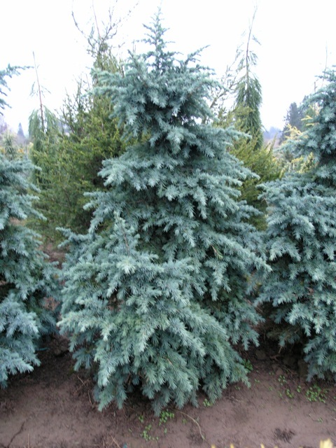 Cedrus deodara 'Devinely Blue'