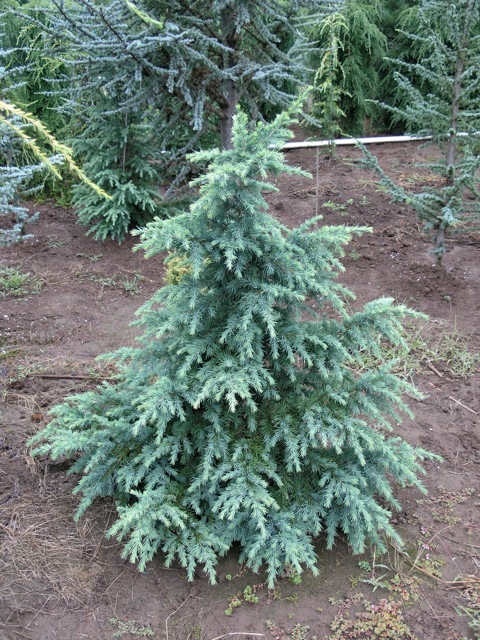 Cedrus deodara 'Devinely Blue'