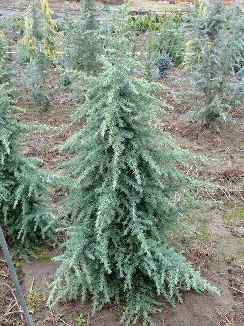 Cedrus deodara 'Devinely Blue'