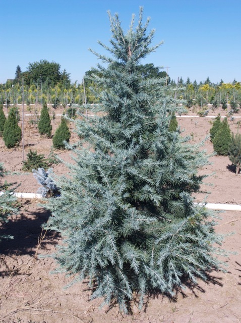 Cedrus deodara Electra Blue
