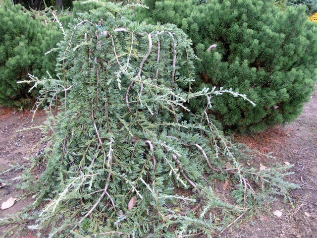 Cedrus deodara 'Pendula'