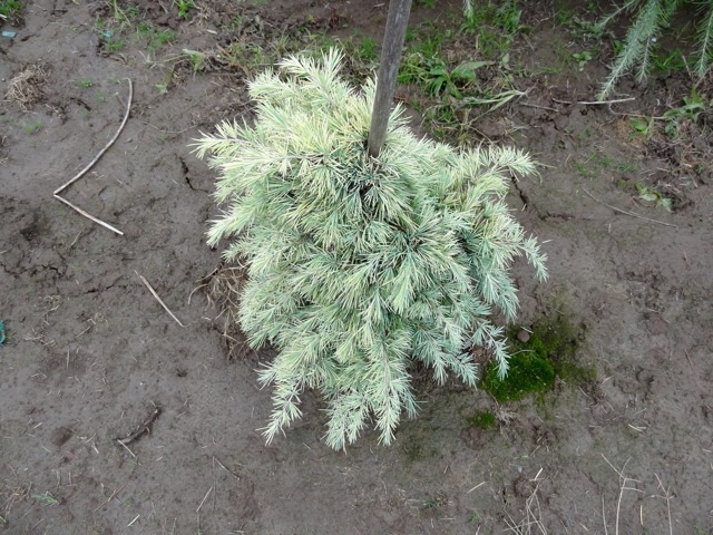 Cedrus deodara 'Snow Sprite'