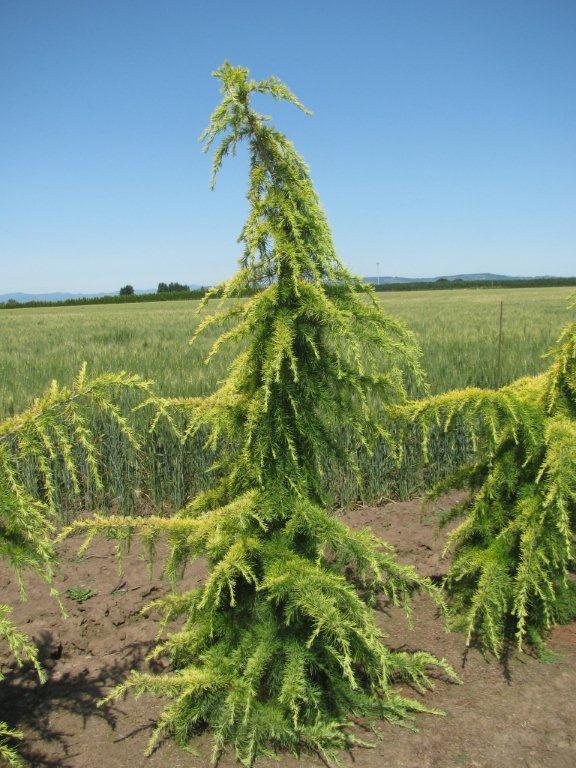 Cedrus deodara Aurea