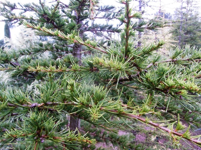 Cedrus libani Brevifolia