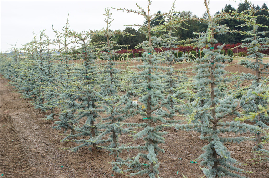 Cedrus atlantica 'Glauca'