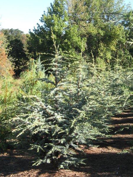 Cedrus atlantica Horstmann