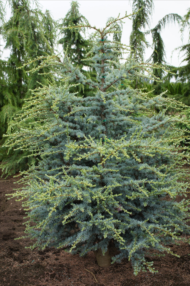Cedrus atlantica 'Horstmann'