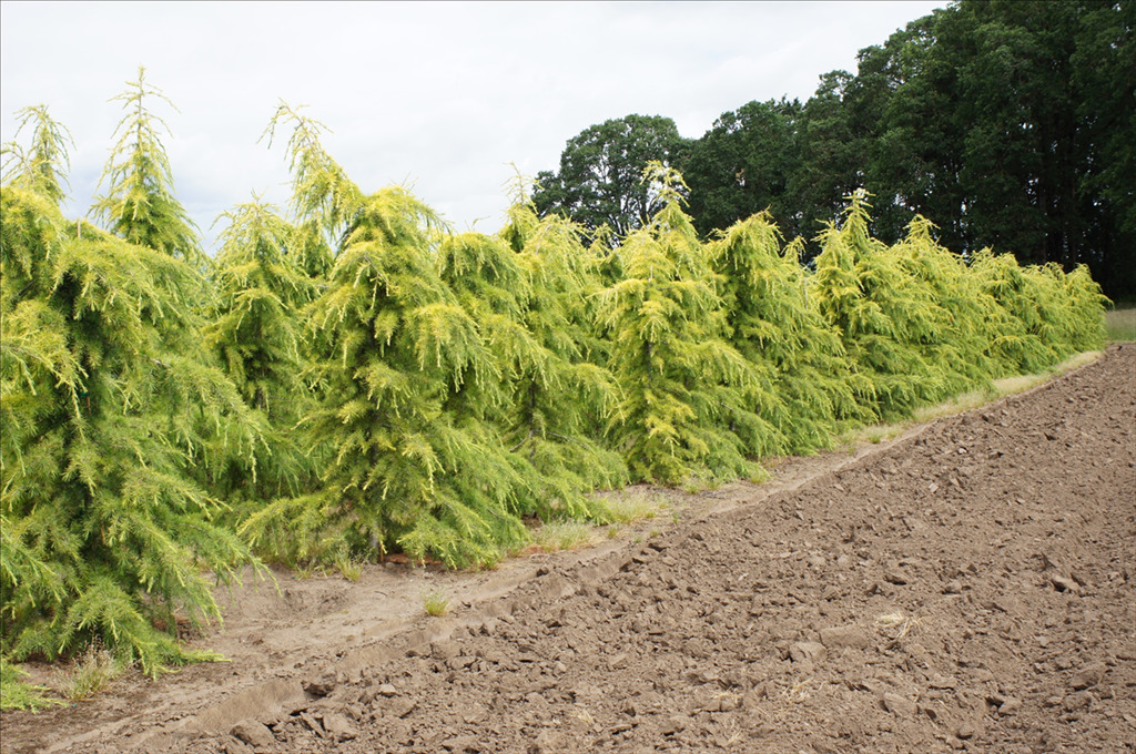 Cedrus deodara 'Aurea'