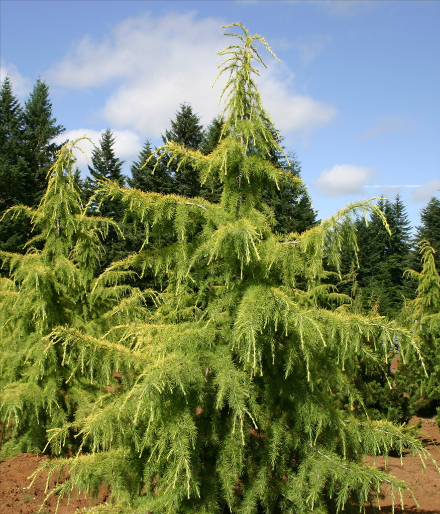 Cedrus deodara 'Aurea'