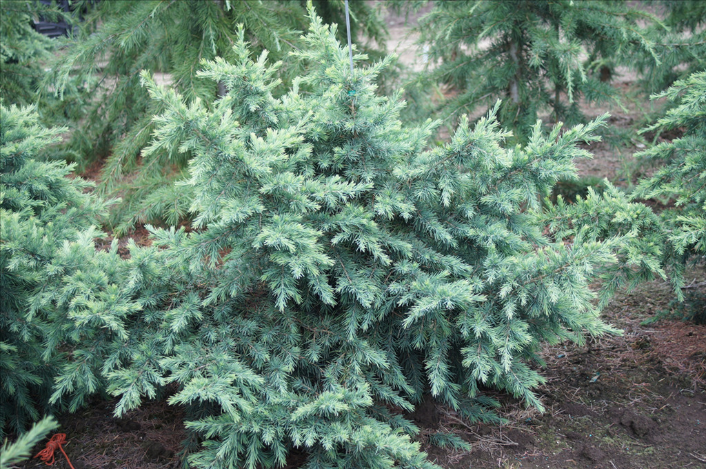 Cedrus deodara 'Devinely Blue'