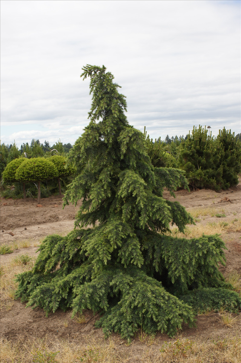 Cedrus deodara 'Devinely Blue' (Deodar Cedar)