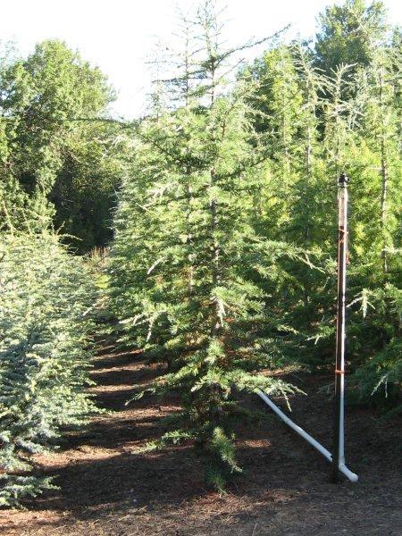 Cedrus deodara 'Eisregen'