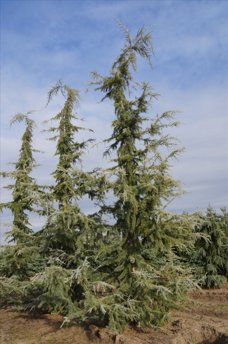 Cedrus deodara 'Eisregen'
