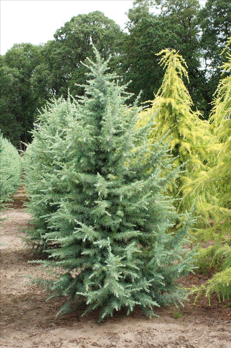 Cedrus deodara 'Electra'