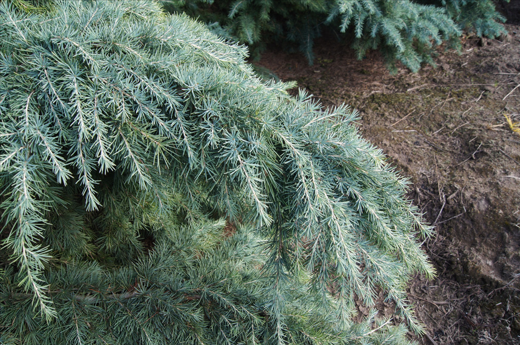 Cedrus deodara 'Feelin' Blue'