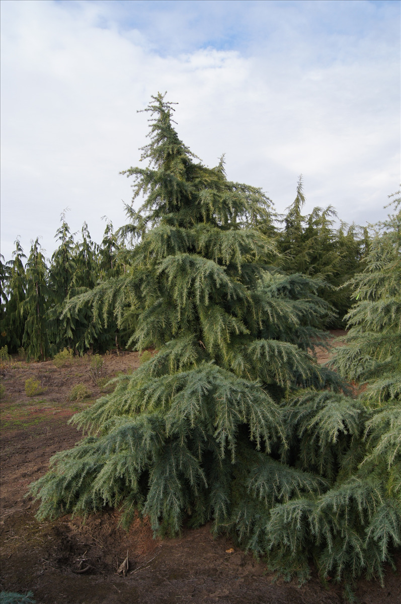 Cedrus deodara 'Feelin' Blue'