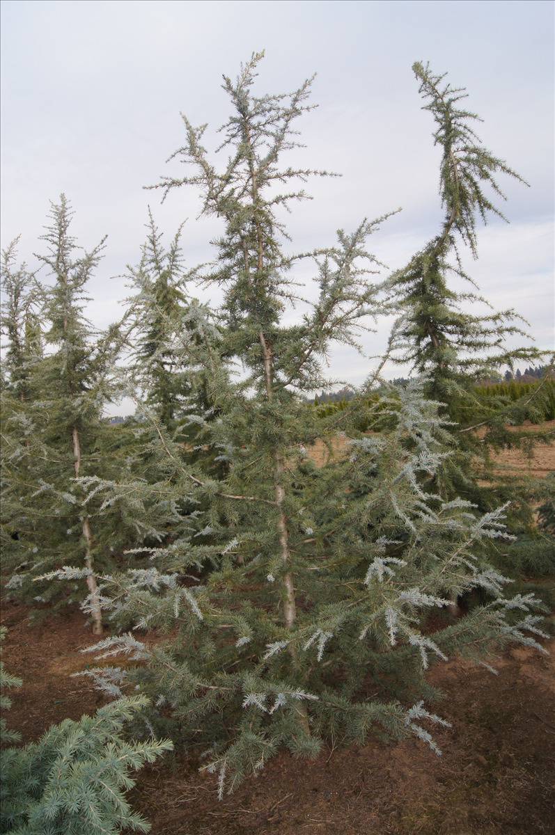 Cedrus deodara 'Karl Fuchs'