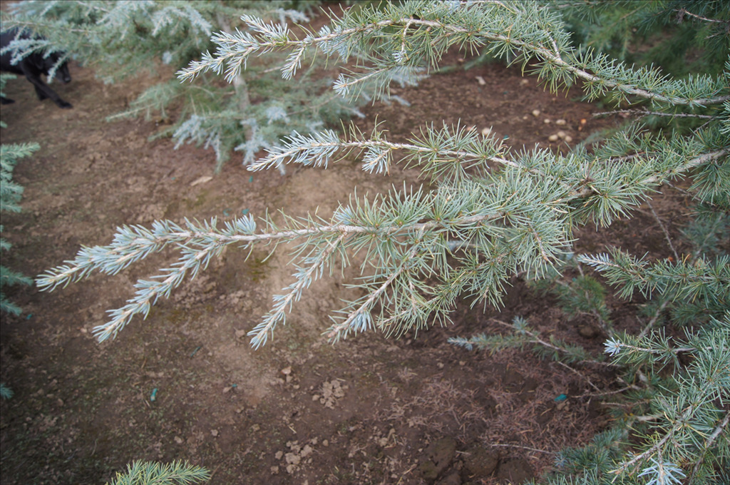 Cedrus deodara 'Karl Fuchs'