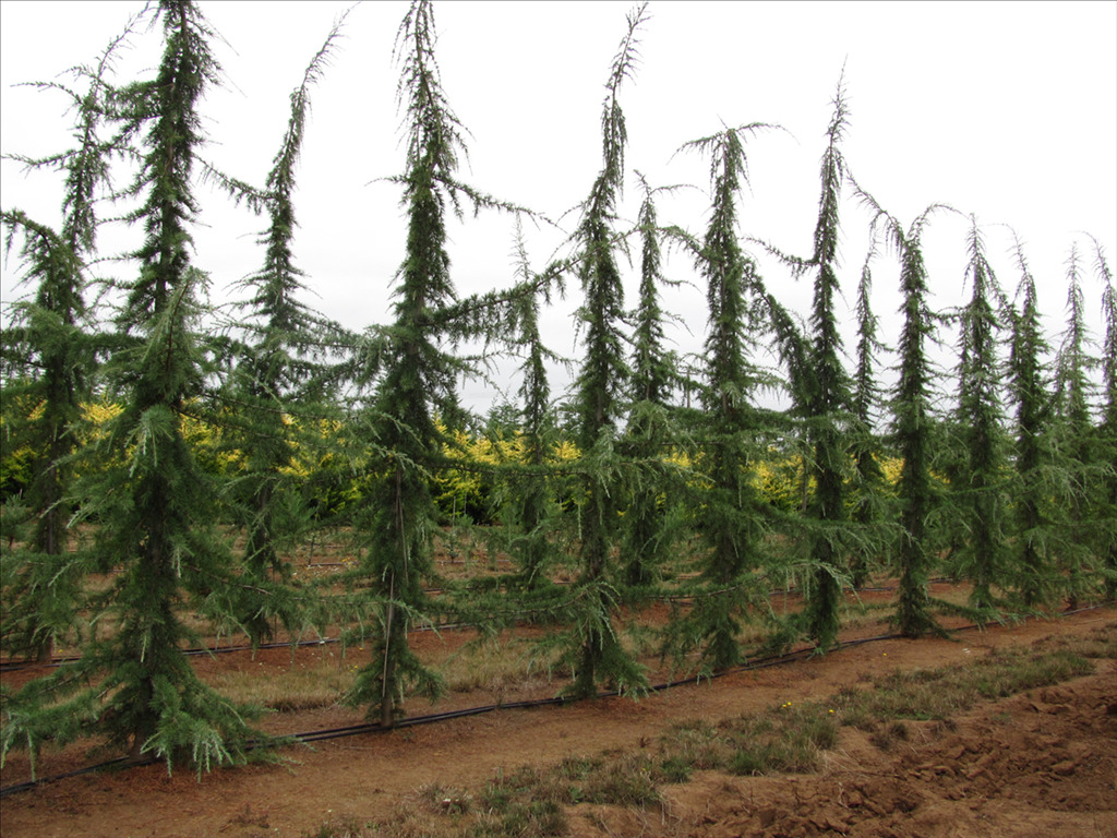 Cedrus deodara 'Karl Fuchs'