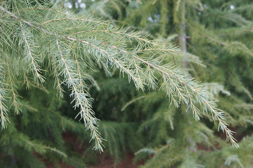 Cedrus deodara 'Kashmir'