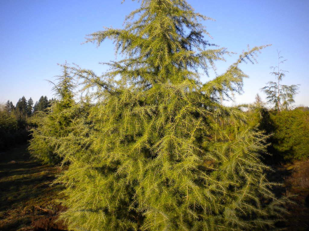 Cedrus deodara