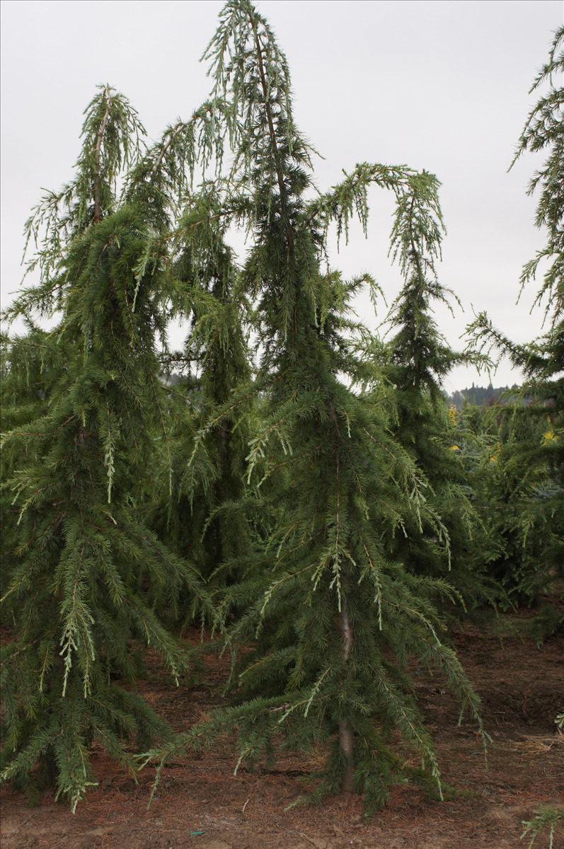 Cedrus libani 'Pendula'
