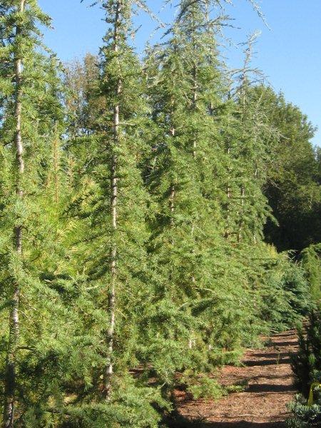 Cedrus libani 'Pendula'